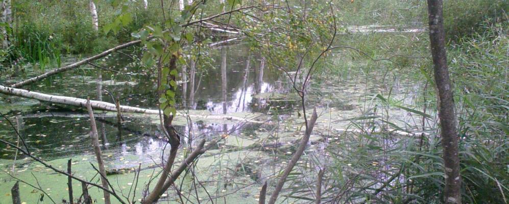 
            Фотография Черны