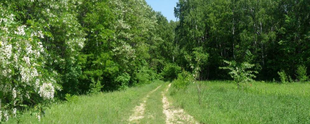 
            Фотография Великого Леса