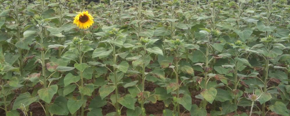 
            Фотография Шато-Гарнье