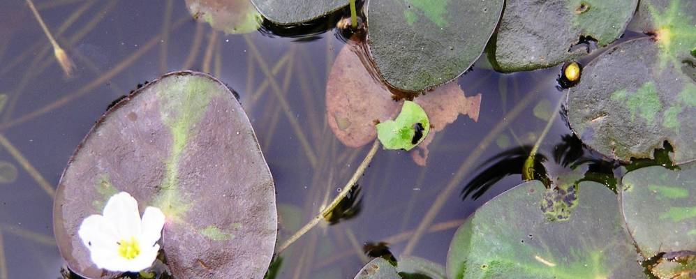 
            Фотография Лагоффа