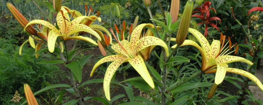 
            Фотография Зырянкуля