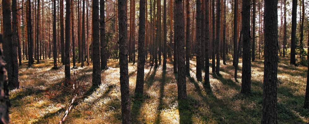 
            Фотография Подборовья 1-го