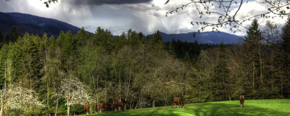 
            Фотография Бассекорта