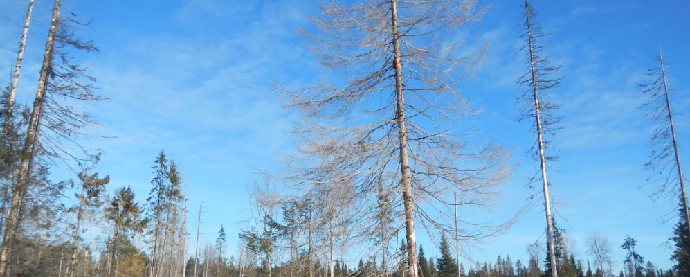 
            Фотография Кленовского