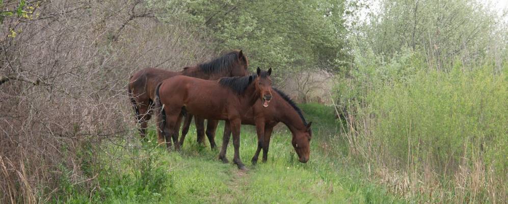
            Фотография села Квами