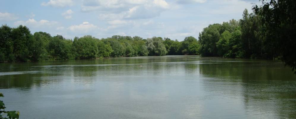 
            Фотография Тополя