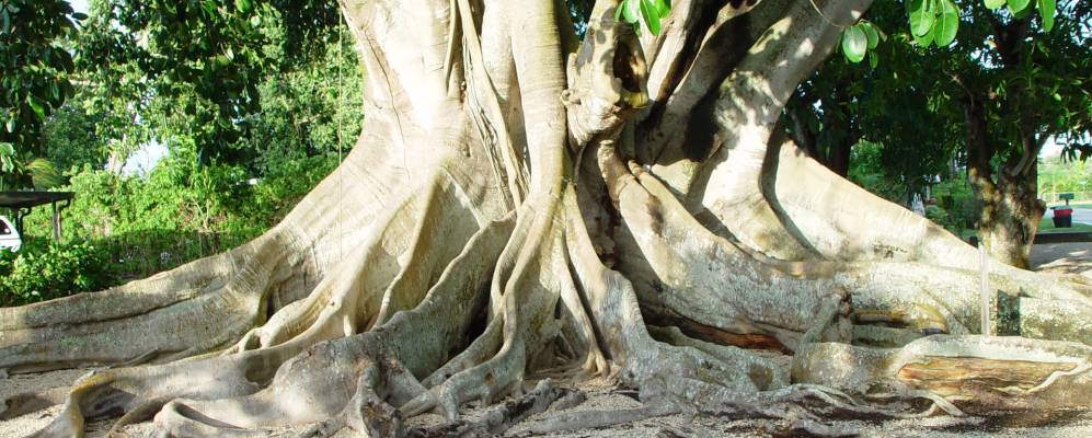 
            Фотография Эстеро