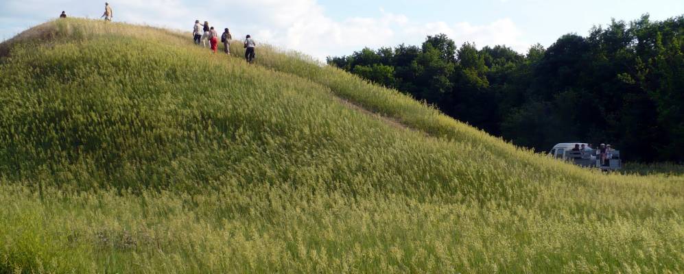 
            Фотография Камыша