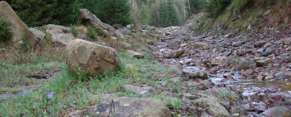 
            Фотография Липники