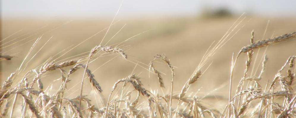 
            Фотография Сан-Пелайо