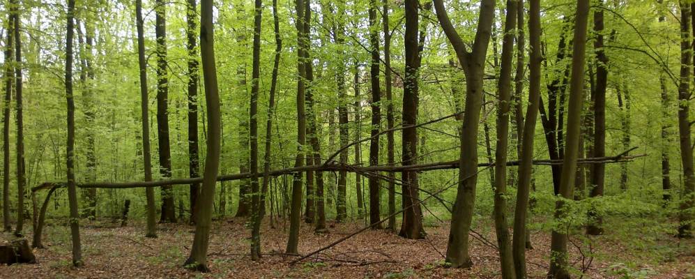 
            Фотография Плоской