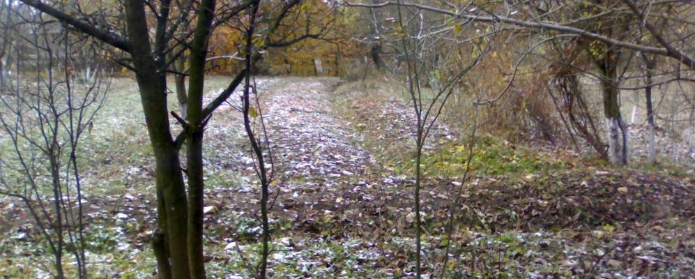 
            Фотография Лесной Велесницы