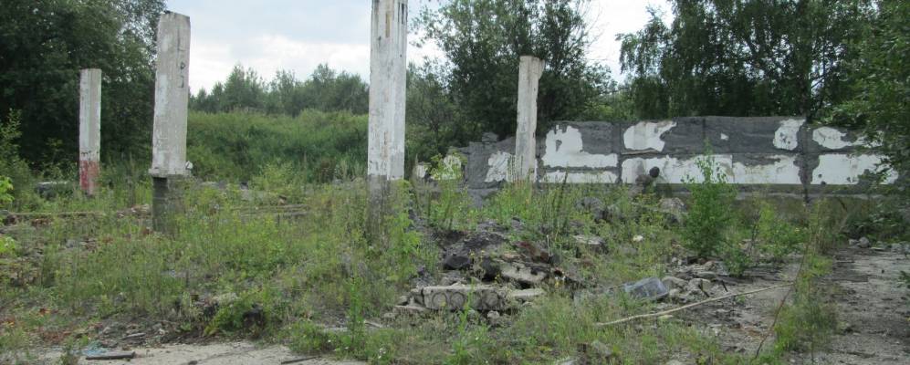 
            Фотография Листвяг