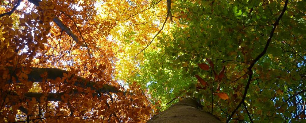 
            Фотография Фаэдо