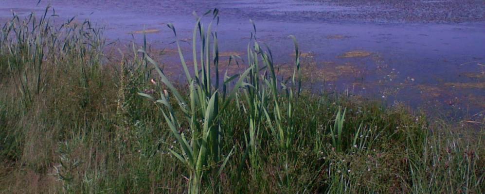 
            Фотография Ясной