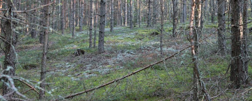 Фотография Марково