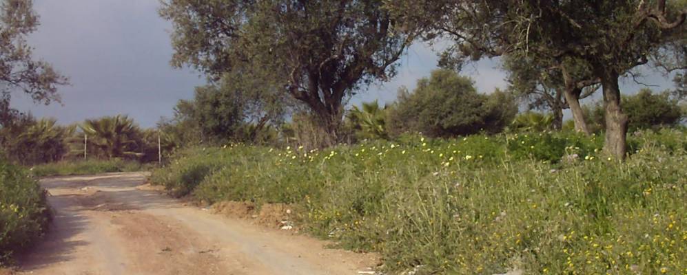 
            Фотография Торре дел Мар