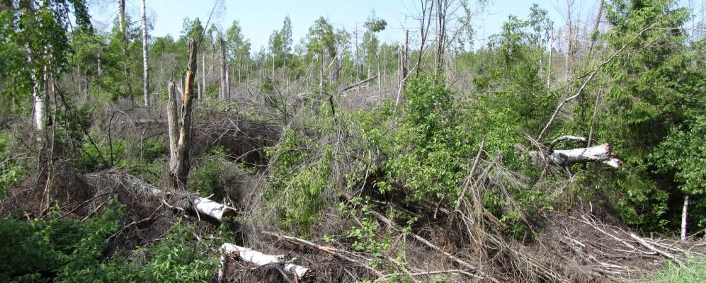 
            Фотография Прокунино