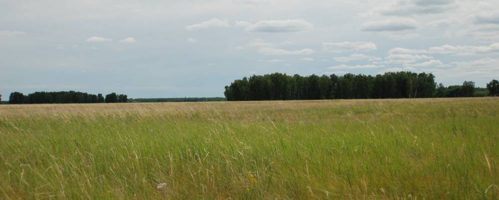 
            Фотография Киевки