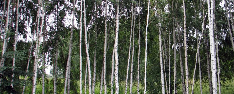 
            Фотография Набережного