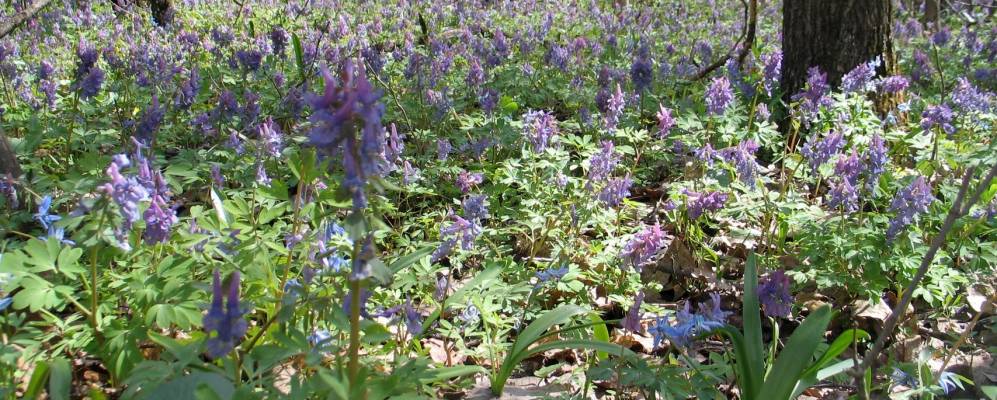 
            Фотография Русской Халани