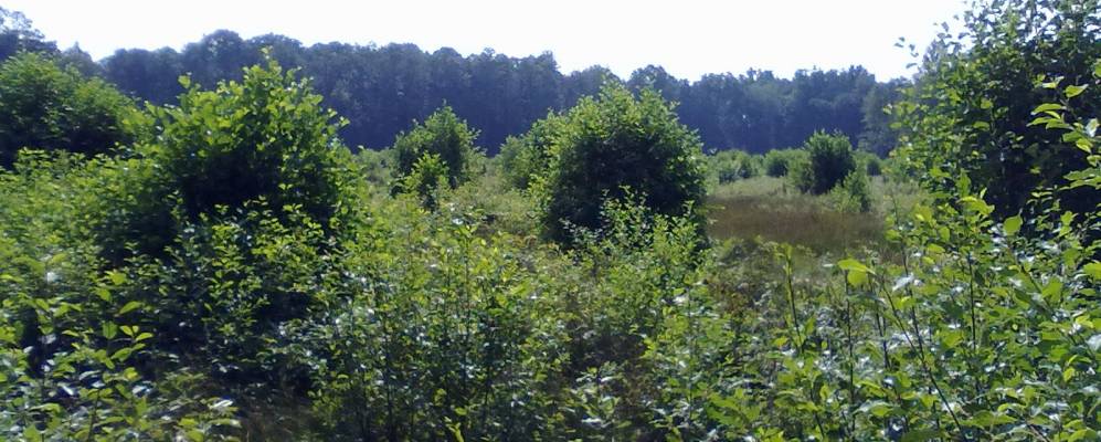 Фотография Заболотья