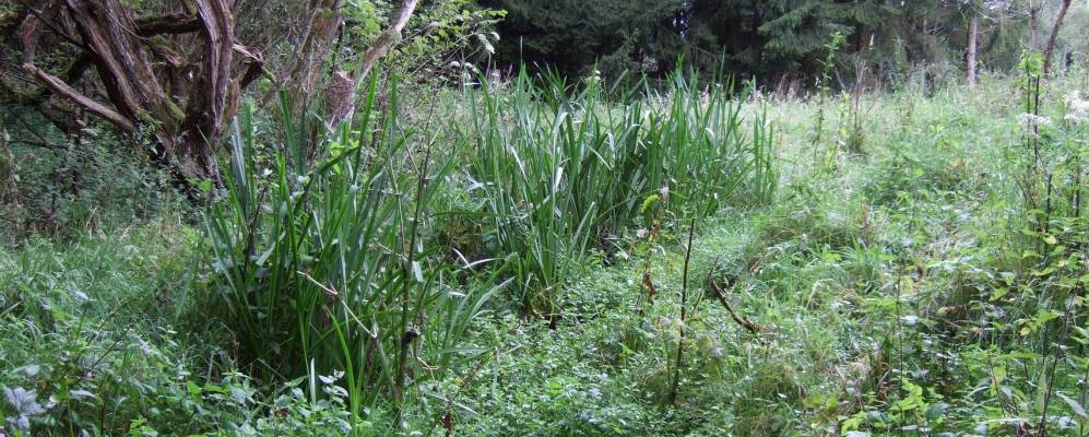 
            Фотография Naurath