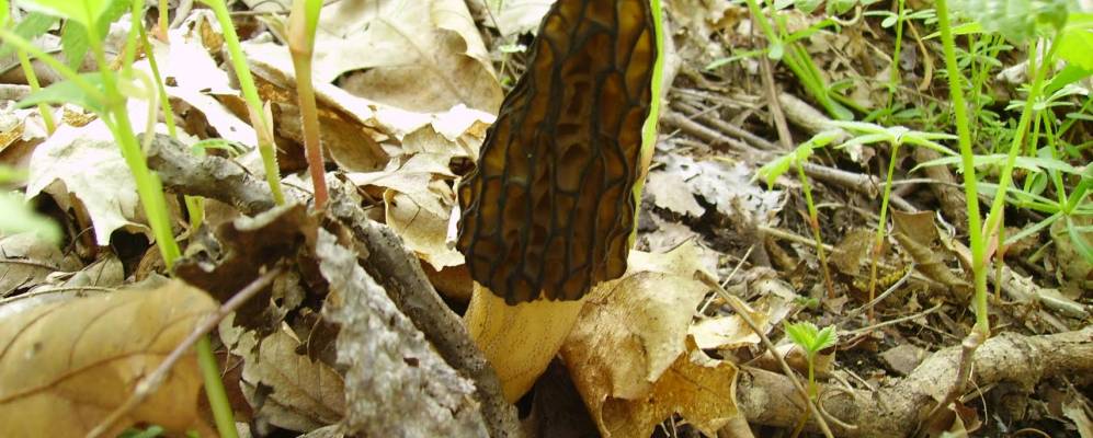 
            Фотография Честера