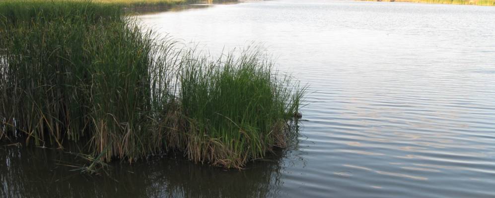 
            Фотография Тарнавы