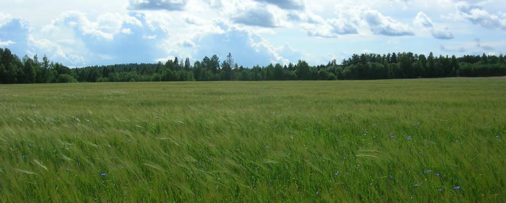 
            Фотография Крадихино