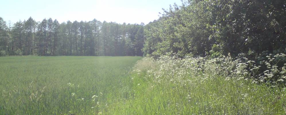 
            Фотография деревни Лашевичи