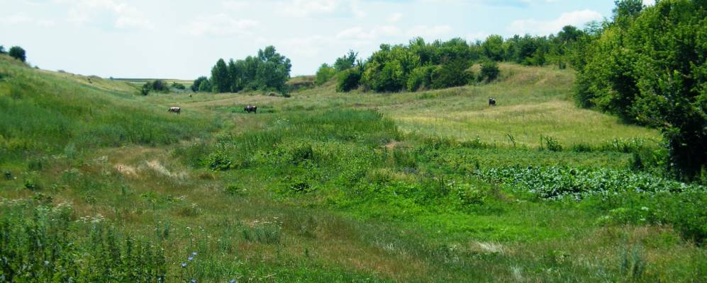 
            Фотография Панасовки