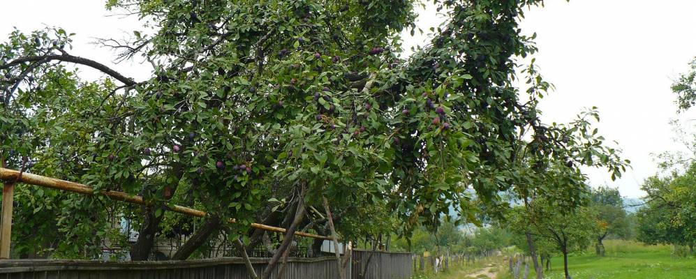 
            Фотография Грибовцы