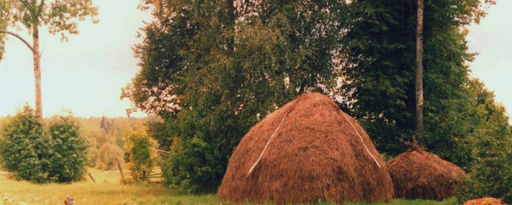 
            Фотография поселка Белые Росы