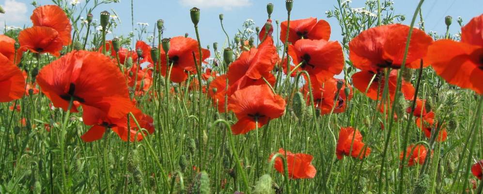 
            Фотография Курники