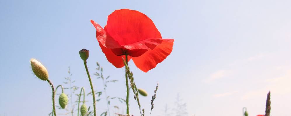 
            Фотография Ка-Коттони