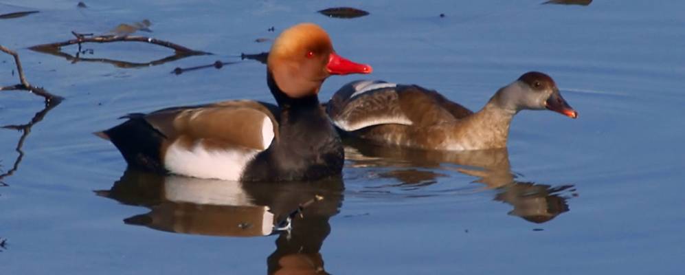 
            Фотография Steinach