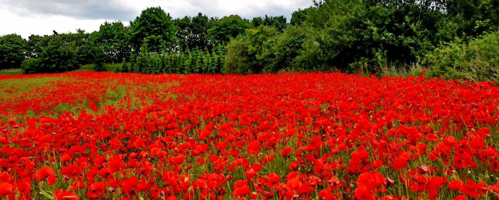 
            Фотография Доббина (Лудвигслуст-Пархим)