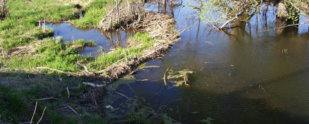 
            Фотография Нилы