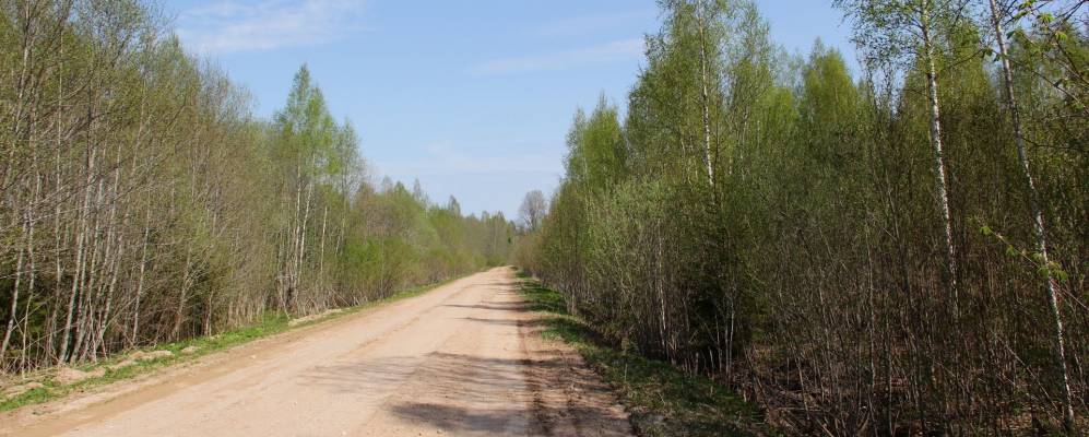 Фотография Сосновки