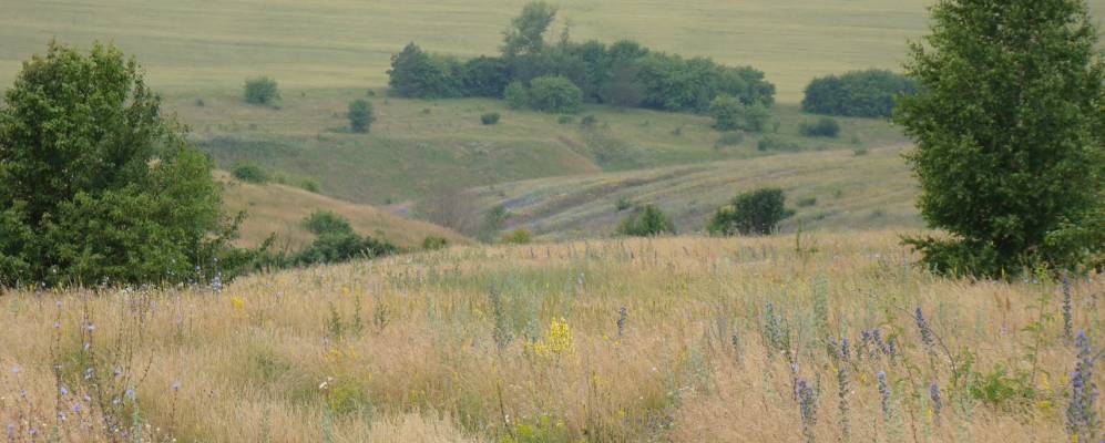 Фотография Коровенки