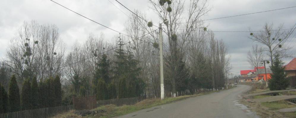 
            Фотография Богиша