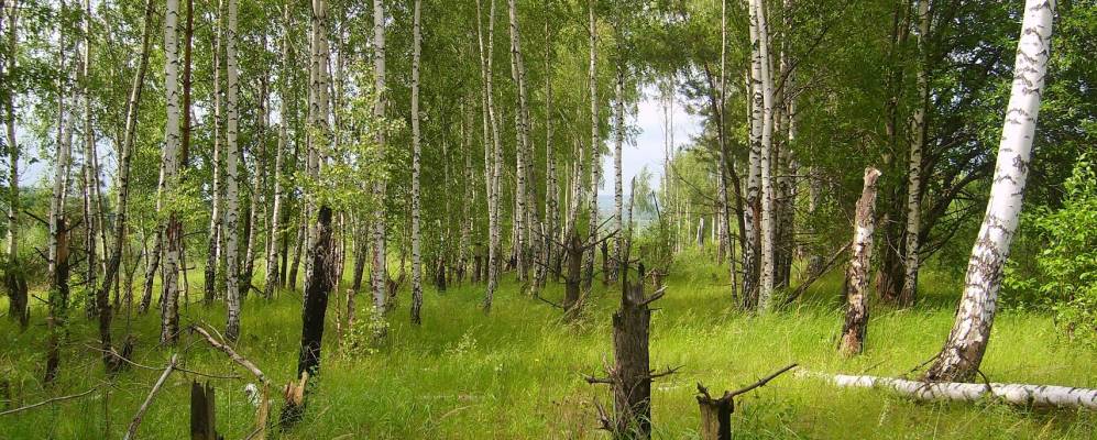 
            Фотография Пально