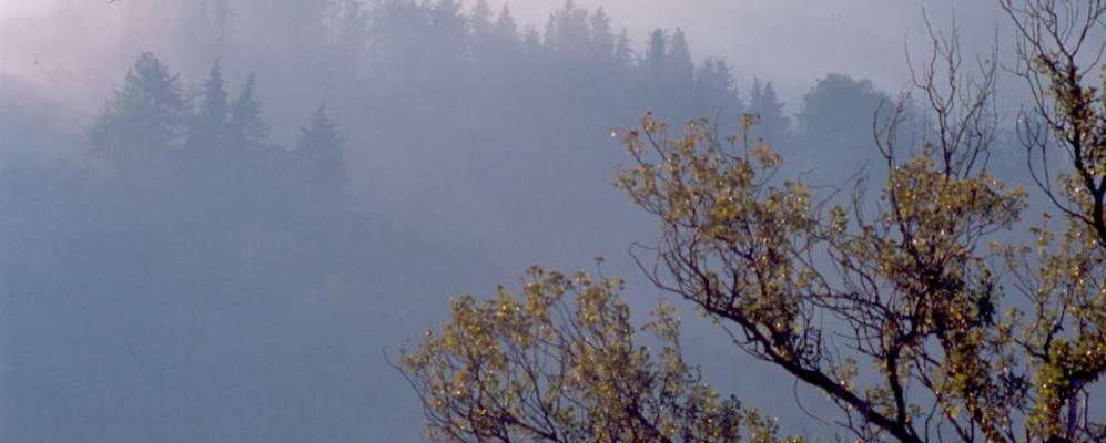 
            Фотография Радикондоли