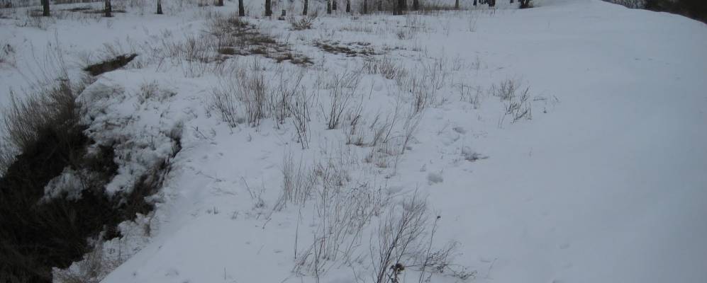 
            Фотография Галки