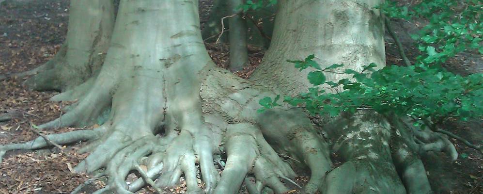 
            Фотография Ханштедта