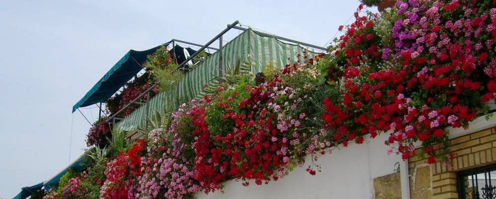 
            Фотография Посадас