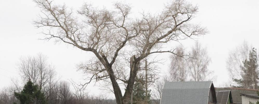 
            Фотография Шошино