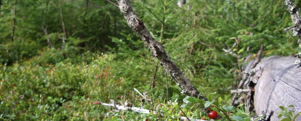 
            Фотография Шеино