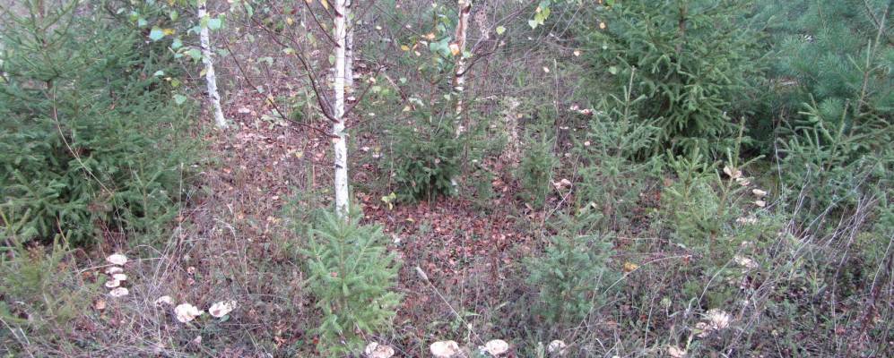 
            Фотография Юньги